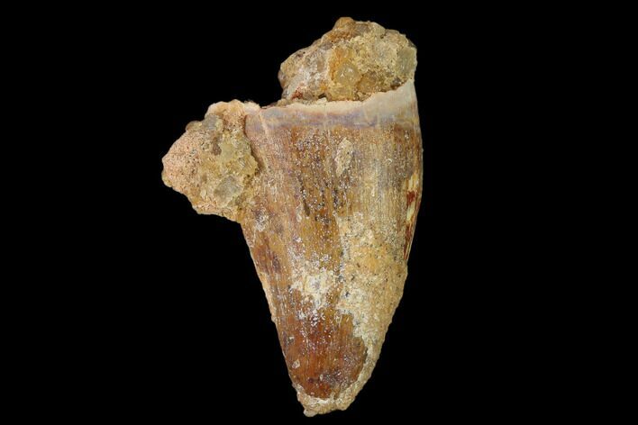 Cretaceous Fossil Crocodile Tooth - Morocco #140599